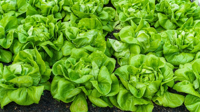 Os 11 principais vegetais que prosperam em plantio denso