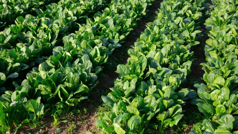 Os 11 principais vegetais que prosperam em plantio denso