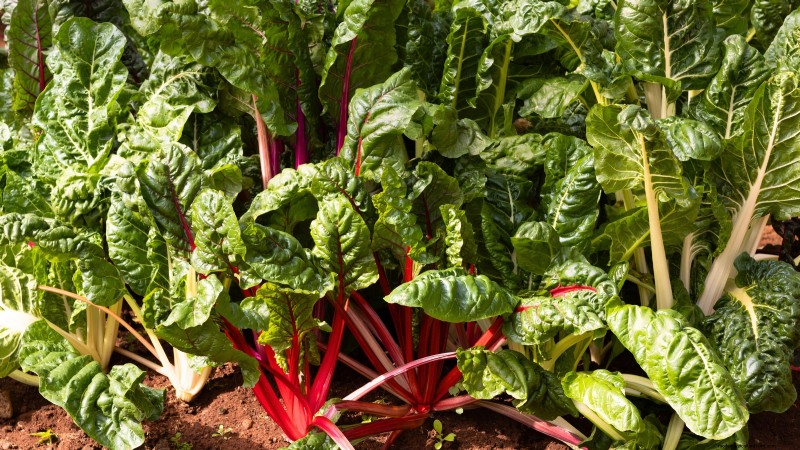 Os 11 principais vegetais que prosperam em plantio denso