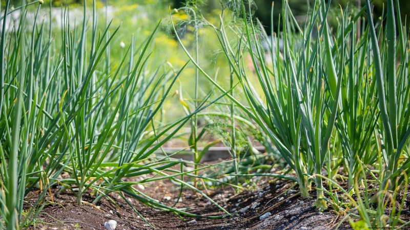 Os 11 principais vegetais que prosperam em plantio denso