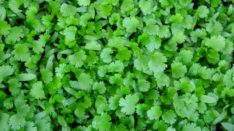 Os 11 principais vegetais que prosperam em plantio denso