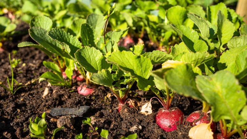 Os 11 principais vegetais que prosperam em plantio denso