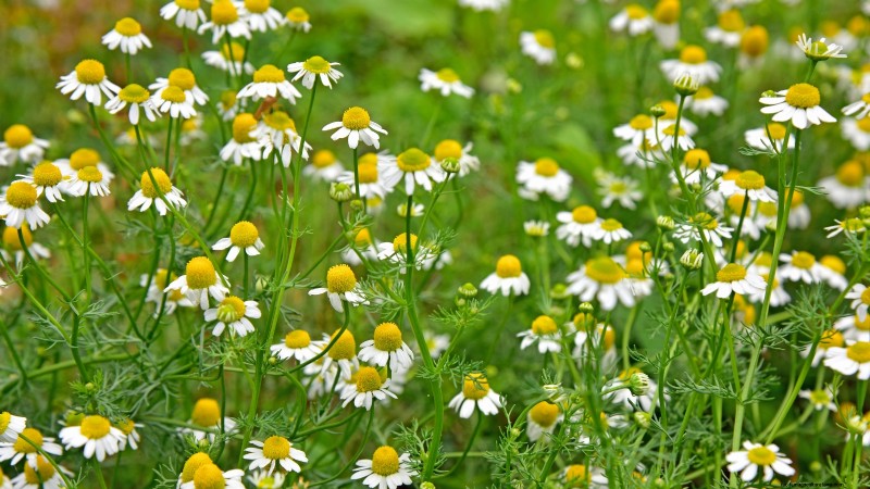 Os 11 principais vegetais que prosperam em plantio denso