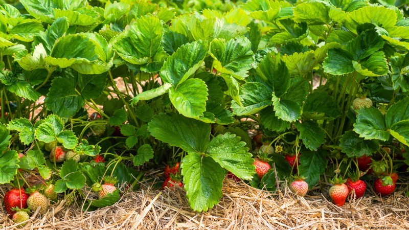 Os 11 principais vegetais que prosperam em plantio denso