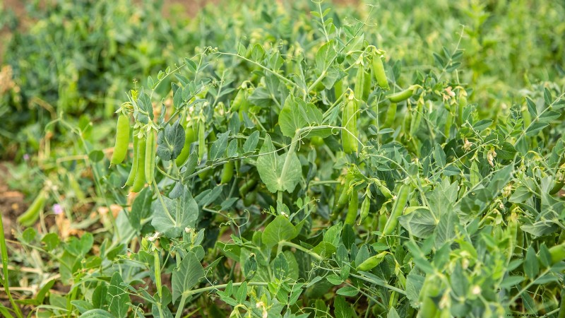 Os 11 principais vegetais que prosperam em plantio denso