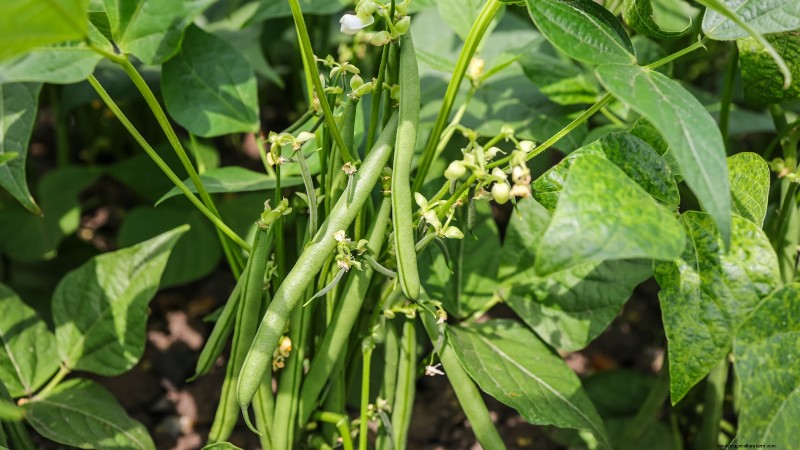 Os 11 principais vegetais que prosperam em plantio denso
