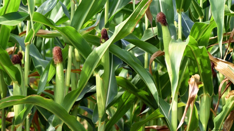 Os 11 principais vegetais que prosperam em plantio denso