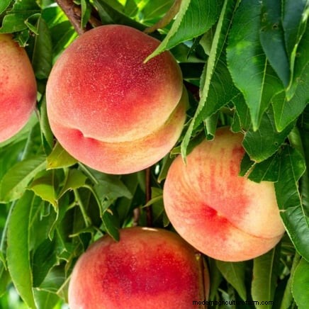 Beginnersvriendelijke fruitbomen:kweek je eigen boomgaard 