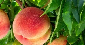 Beginnersvriendelijke fruitbomen:kweek je eigen boomgaard 