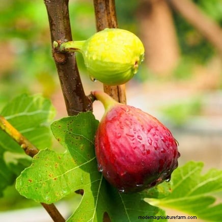 Beginnersvriendelijke fruitbomen:kweek je eigen boomgaard 