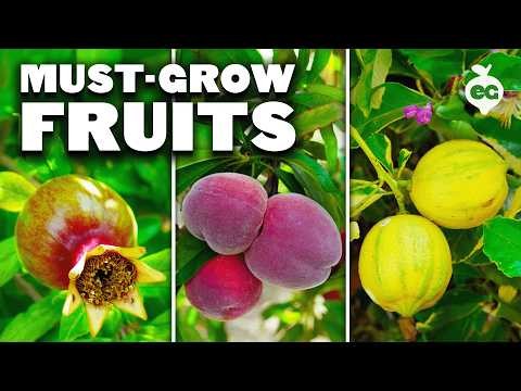 Beginnersvriendelijke fruitbomen:kweek je eigen boomgaard 