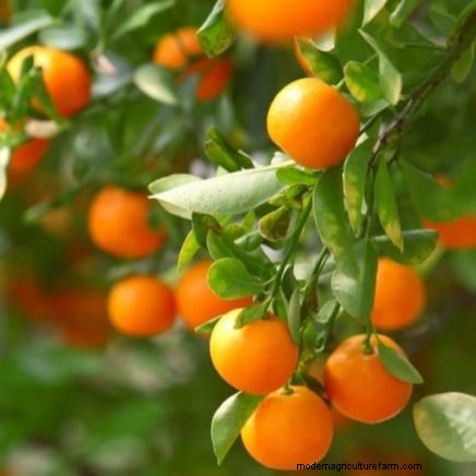 Beginnersvriendelijke fruitbomen:kweek je eigen boomgaard 