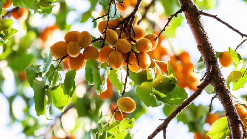 Beginnersvriendelijke fruitbomen:kweek je eigen boomgaard 