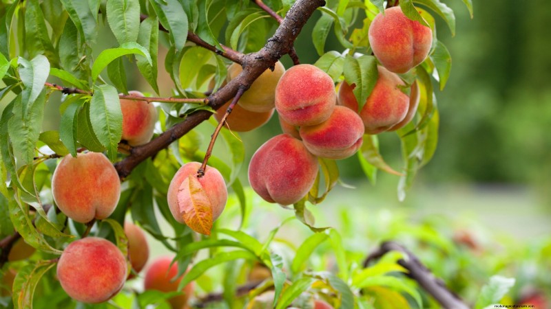Beginnersvriendelijke fruitbomen:kweek je eigen boomgaard 