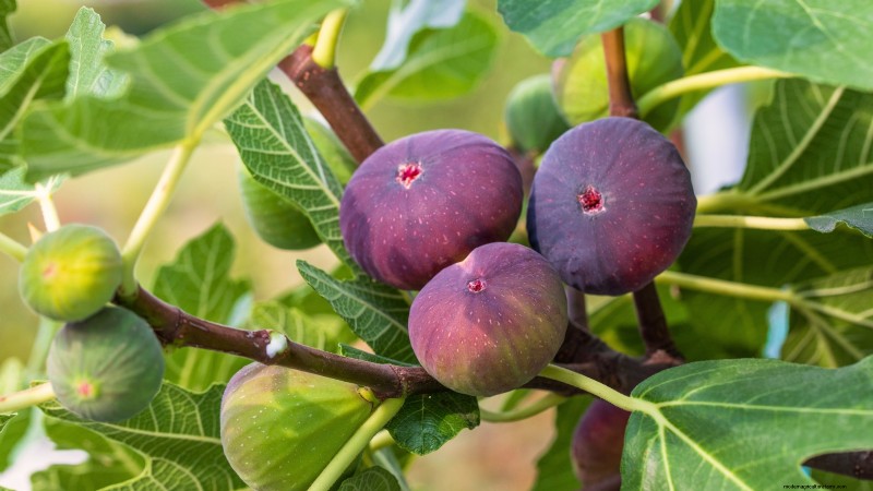 Beginnersvriendelijke fruitbomen:kweek je eigen boomgaard 