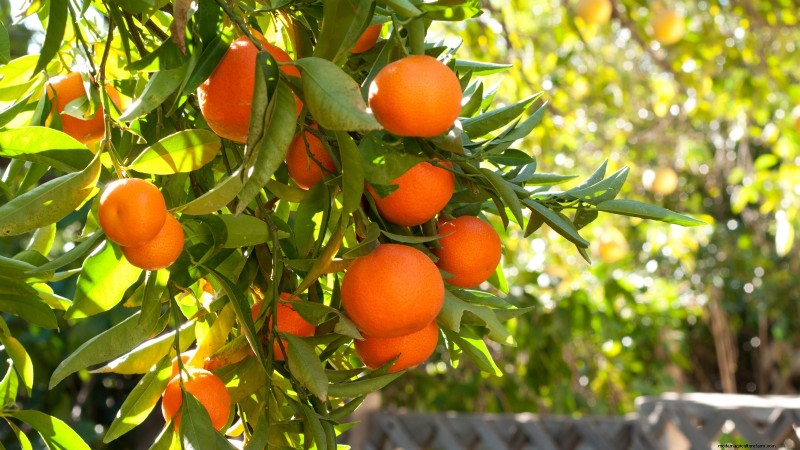 Beginnersvriendelijke fruitbomen:kweek je eigen boomgaard 