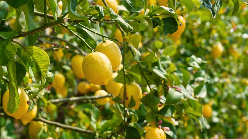 Beginnersvriendelijke fruitbomen:kweek je eigen boomgaard 