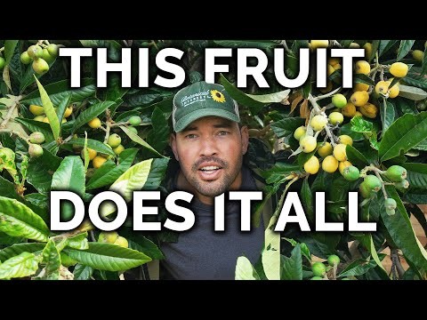 Beginnersvriendelijke fruitbomen:kweek je eigen boomgaard 