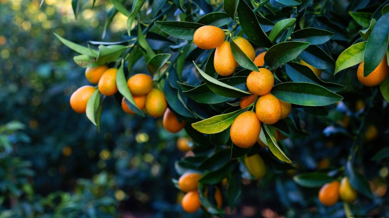 Beginnersvriendelijke fruitbomen:kweek je eigen boomgaard 