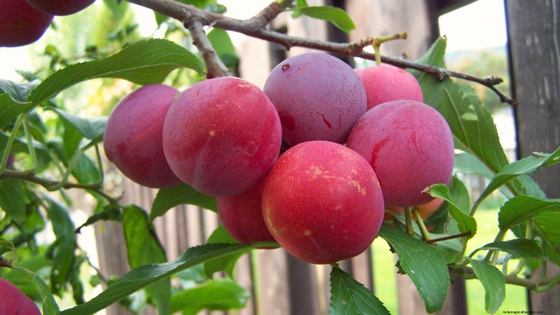Beginnersvriendelijke fruitbomen:kweek je eigen boomgaard 