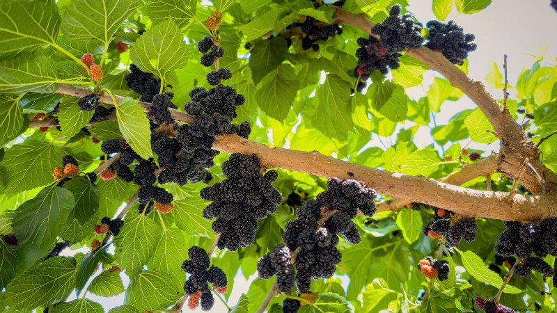 Beginnersvriendelijke fruitbomen:kweek je eigen boomgaard 