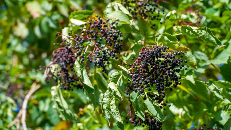 Beginnersvriendelijke fruitbomen:kweek je eigen boomgaard 
