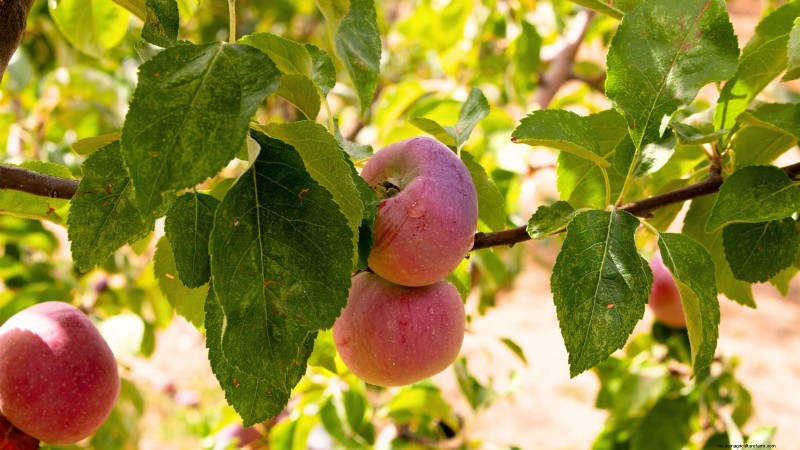Beginnersvriendelijke fruitbomen:kweek je eigen boomgaard 