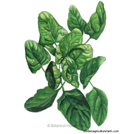 Alternative agli spinaci resistenti al calore:prolunga il tuo raccolto 