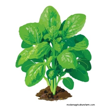 Alternative agli spinaci resistenti al calore:prolunga il tuo raccolto 