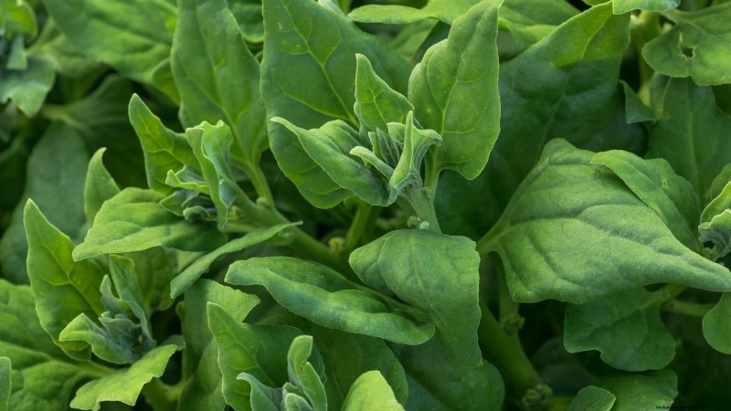 Alternative agli spinaci resistenti al calore:prolunga il tuo raccolto 