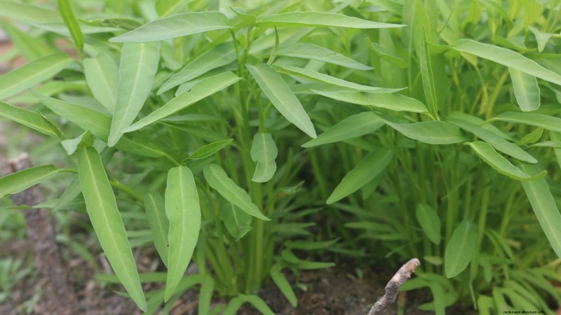 Alternative agli spinaci resistenti al calore:prolunga il tuo raccolto 