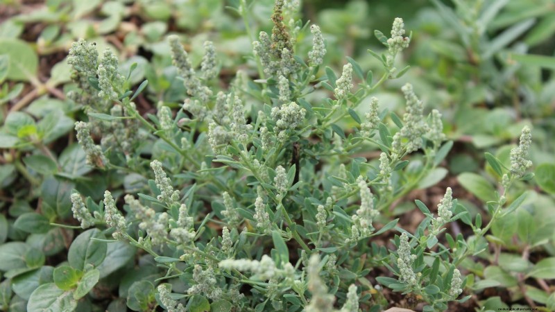 Alternative agli spinaci resistenti al calore:prolunga il tuo raccolto 