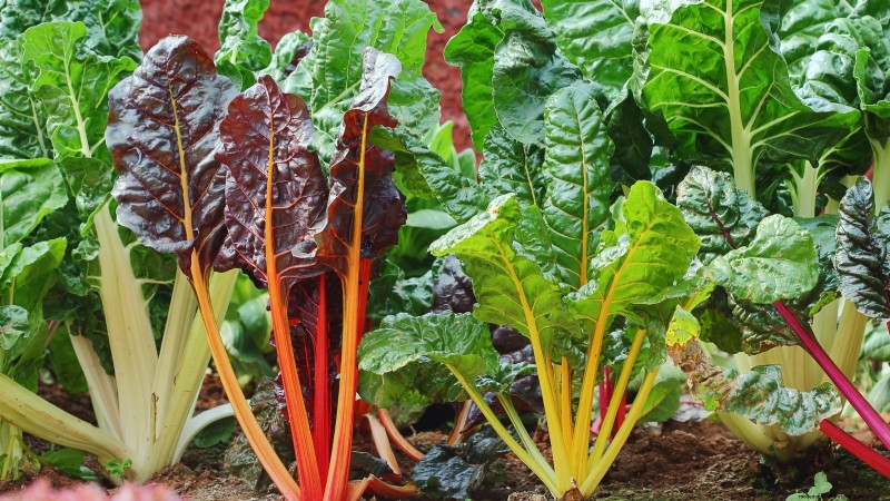 Alternative agli spinaci resistenti al calore:prolunga il tuo raccolto 