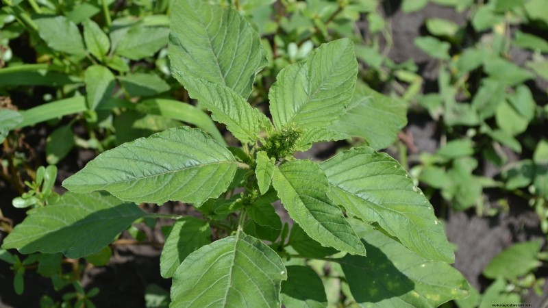 Alternative agli spinaci resistenti al calore:prolunga il tuo raccolto 