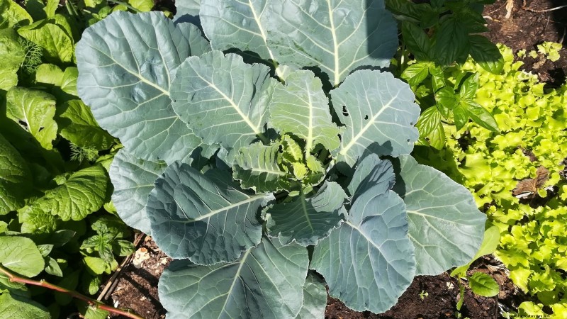 Alternative agli spinaci resistenti al calore:prolunga il tuo raccolto 
