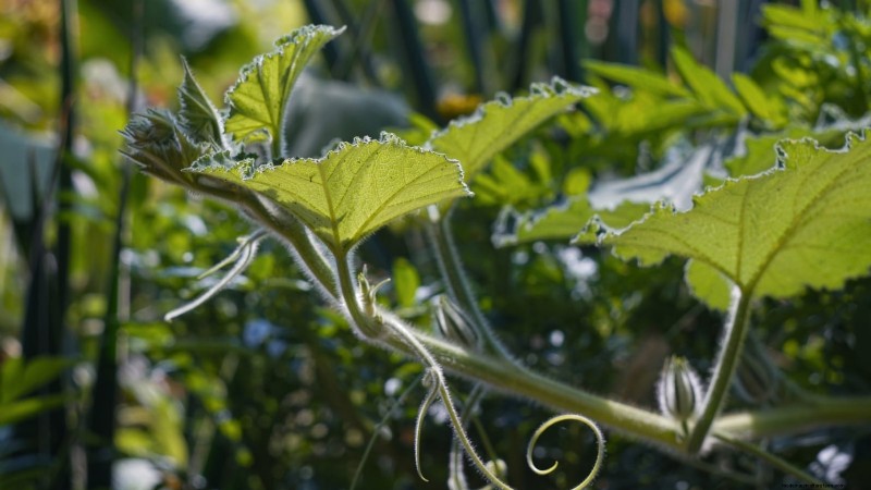 Alternative agli spinaci resistenti al calore:prolunga il tuo raccolto 
