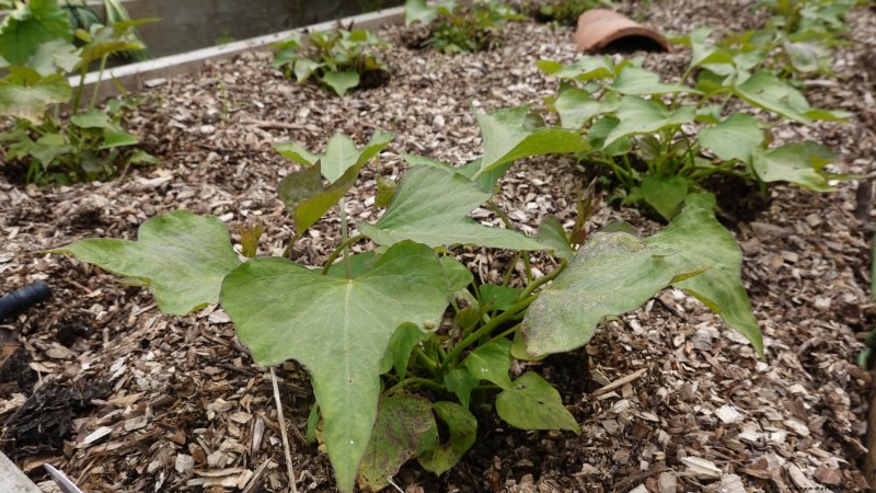 Alternative agli spinaci resistenti al calore:prolunga il tuo raccolto 