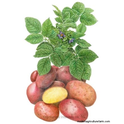 Coltiva patate deliziose:8 consigli degli esperti per un raccolto abbondante 
