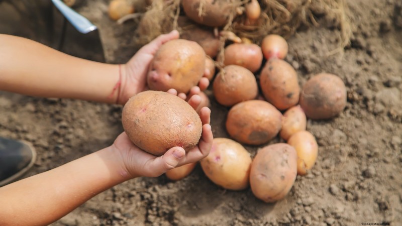 Coltiva patate deliziose:8 consigli degli esperti per un raccolto abbondante 