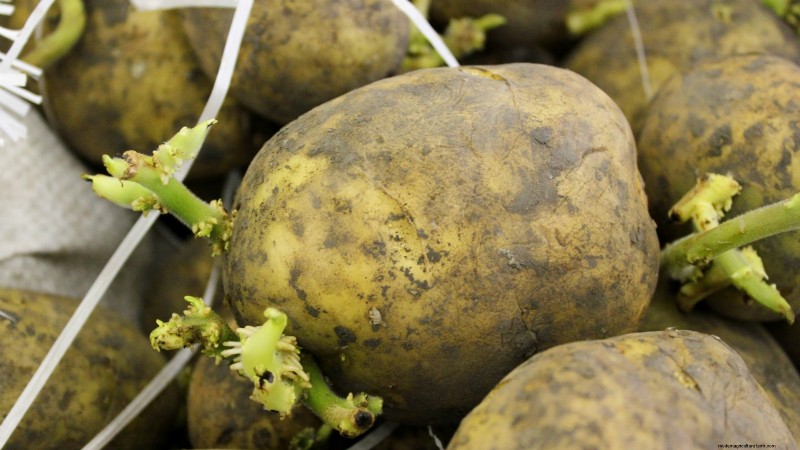 Coltiva patate deliziose:8 consigli degli esperti per un raccolto abbondante 