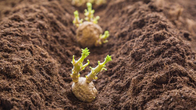 Coltiva patate deliziose:8 consigli degli esperti per un raccolto abbondante 