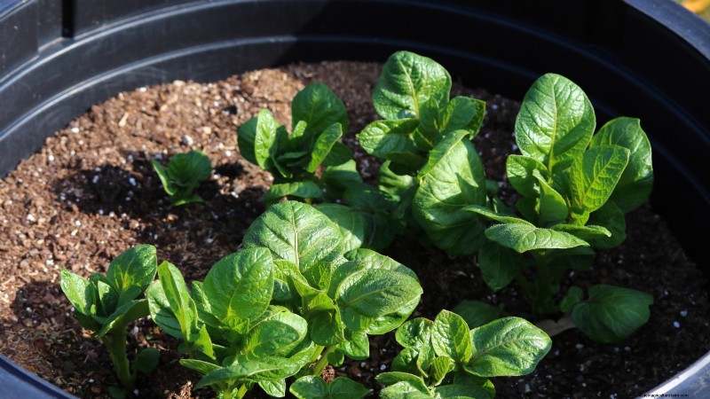 Coltiva patate deliziose:8 consigli degli esperti per un raccolto abbondante 