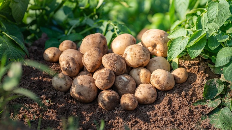Coltiva patate deliziose:8 consigli degli esperti per un raccolto abbondante 