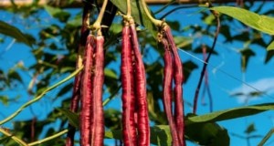 Rote Nudelbohnen:Pflanzen, anbauen und ernten – eine vollständige Anleitung 