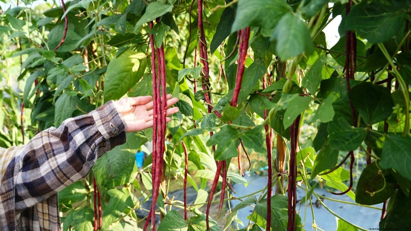 Fagioli rossi:piantare, coltivare e raccogliere:una guida completa 