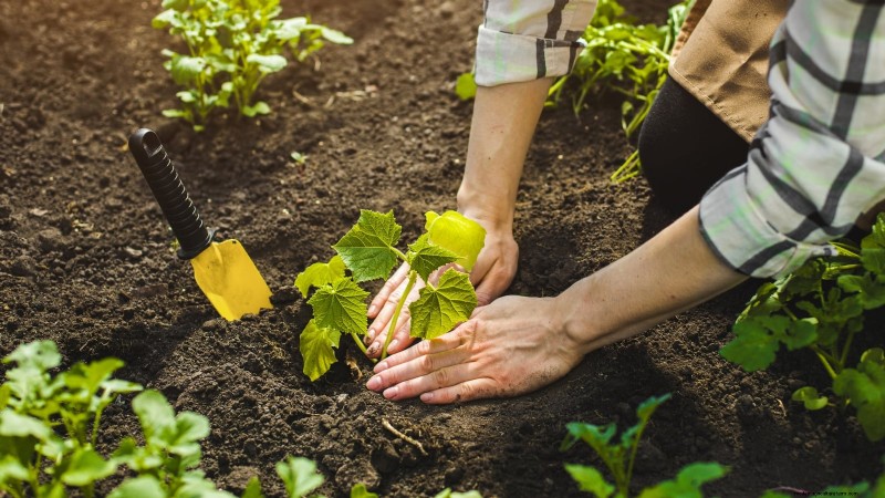 Cultive pepinos deliciosos:9 consejos de expertos para una cosecha abundante 