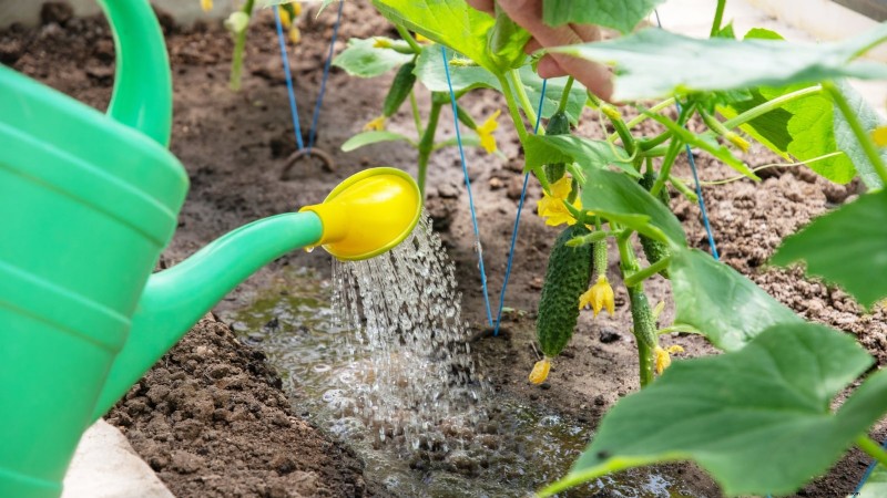 Cultive pepinos deliciosos:9 consejos de expertos para una cosecha abundante 