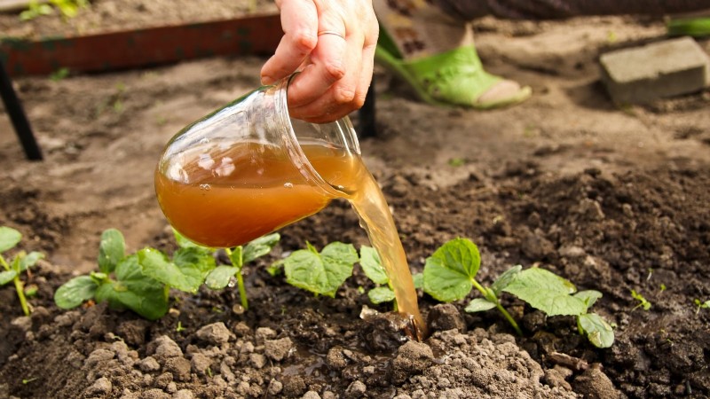 Cultive pepinos deliciosos:9 consejos de expertos para una cosecha abundante 