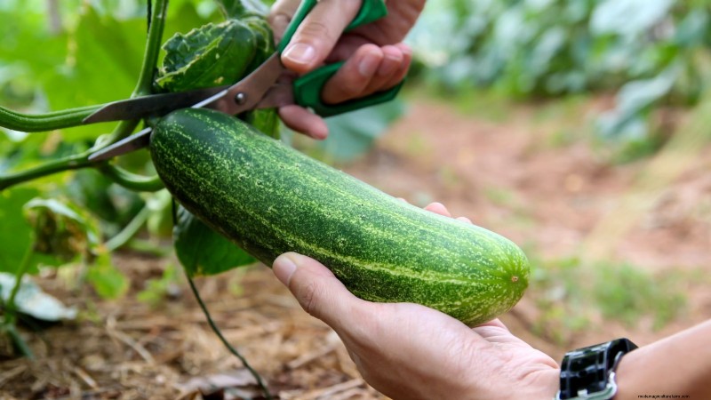 Cultive pepinos deliciosos:9 consejos de expertos para una cosecha abundante 