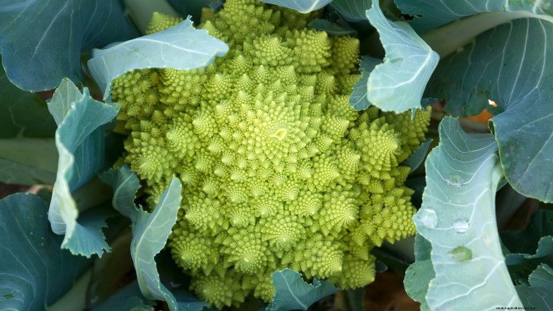 Romanesco Broccoli:gids voor planten, kweken en deskundige verzorging 